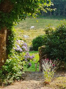En contrebas de la terrasse et du jardin : le vallon avec chevaux